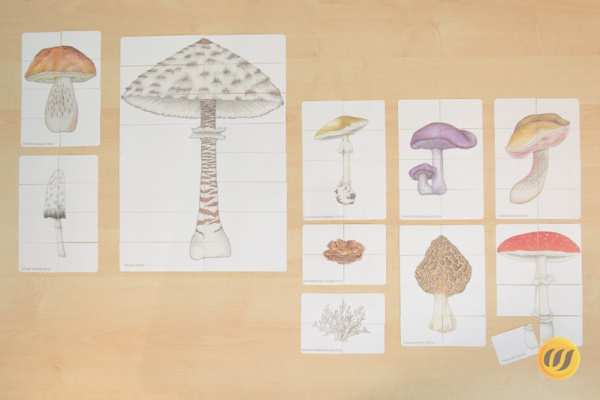 Download-Paket: Pilze