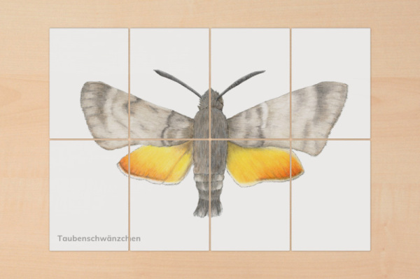 puzzle_raupe_schmetterling5