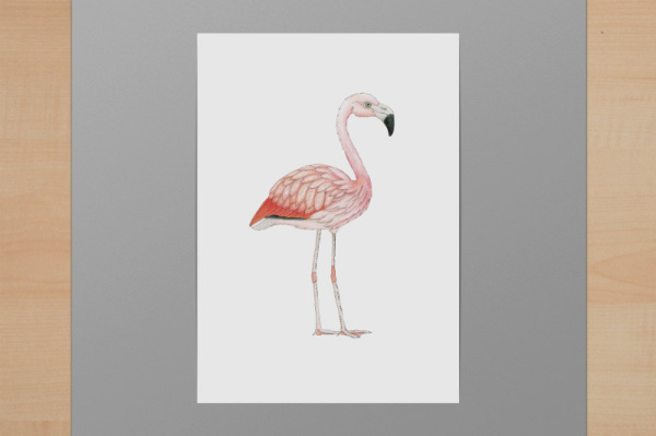 Chileflamingo A6