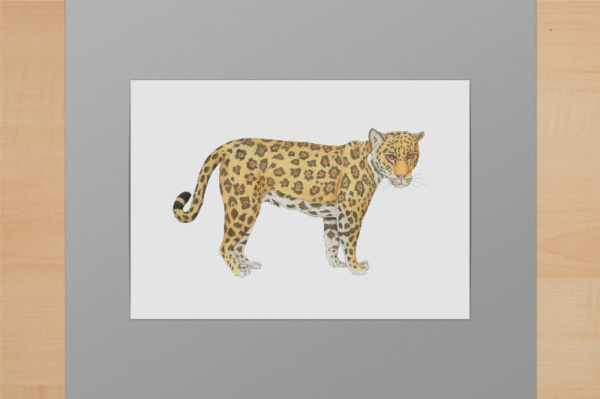 Jaguar A6