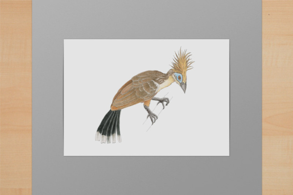 Hoatzin A6
