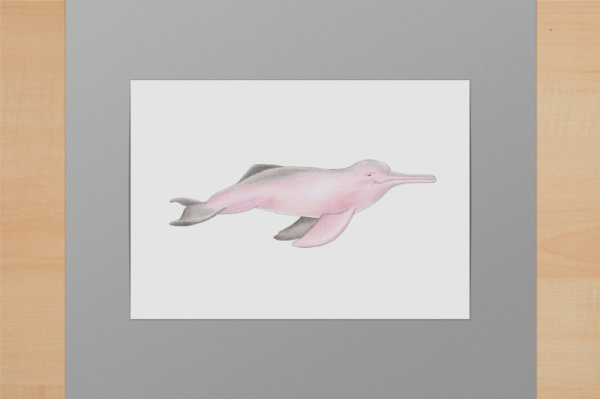 Amazonasdelfin A5