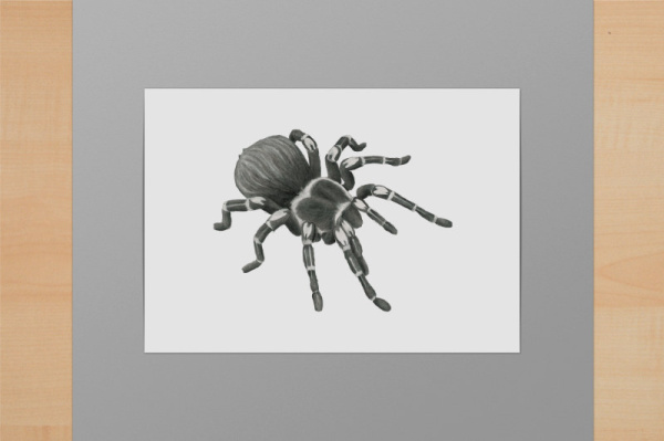Weißknievogelspinne A6