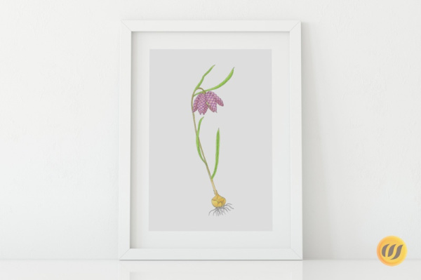 schachblume2