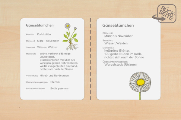 steck_fruehblueher_druck_c