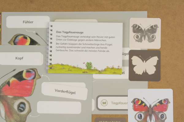 themenkiste_schmetterlinge_3