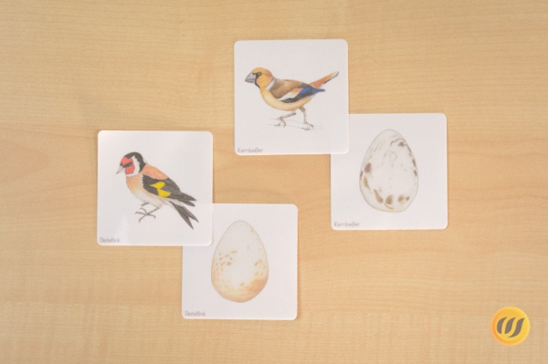 vogel_und_ei1