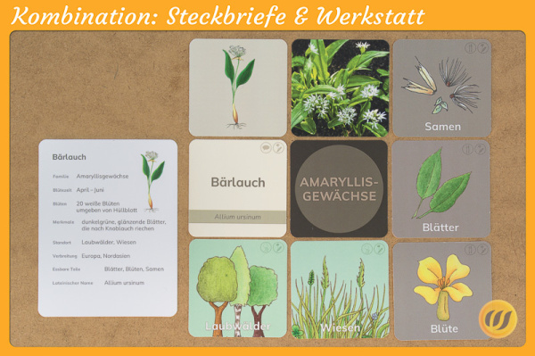 12 Steckbriefe Wildkräuter (2fach differenziert - gedruckt und beschichtet)
