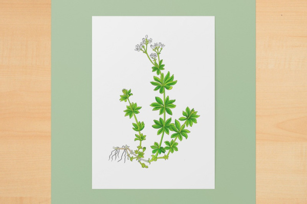 waldmeister