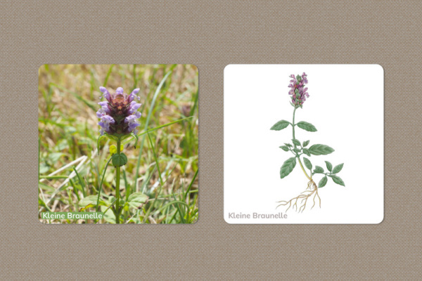 wiesenblumen_memory_1