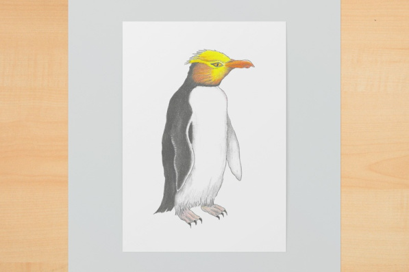 gelbaugenpinguin1