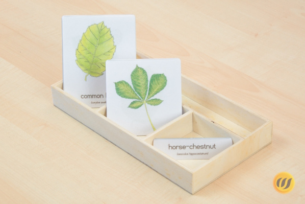 3partcards with 12 deciduous trees and shrubs - leaves