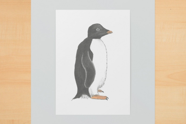 adeliepinguin1