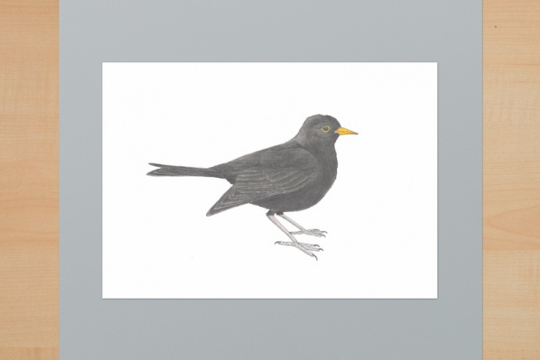 Amsel A6