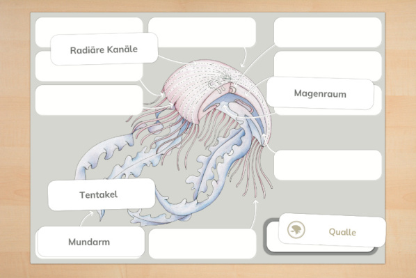 Anatomie einer Qualle und Definitionskarten