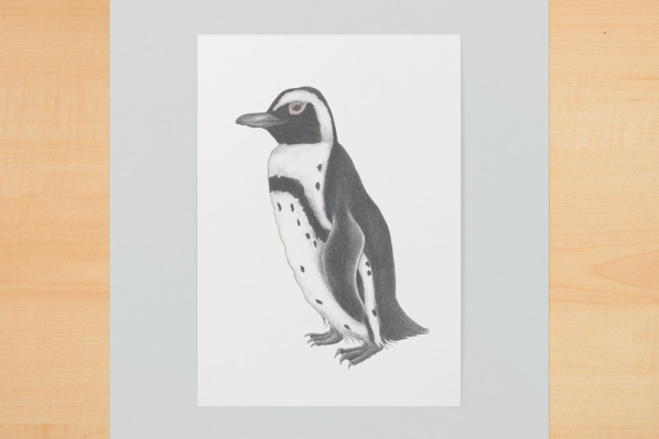 brillenpinguin1