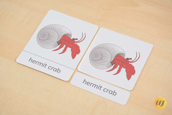 3 part cards - hermit crab