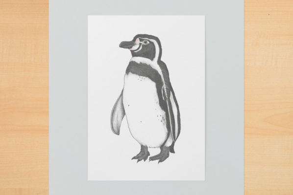 Humboldt-Pinguin A6