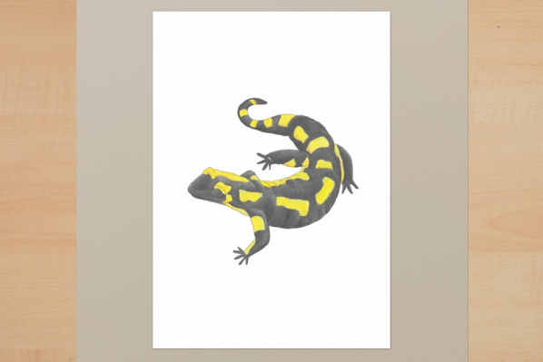 kd_feuersalamander