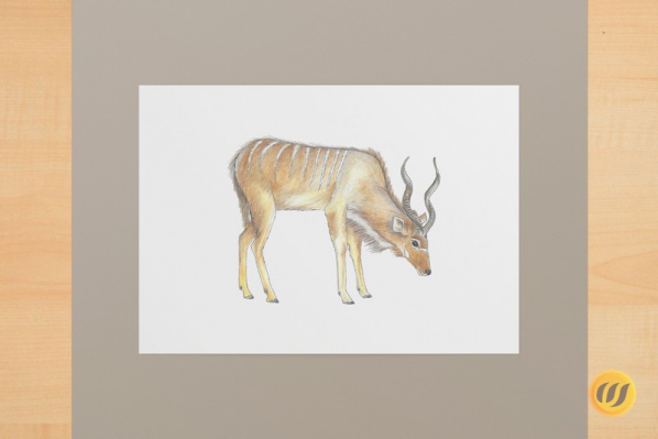 kudu