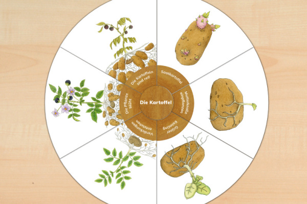 legekreis_kartoffel