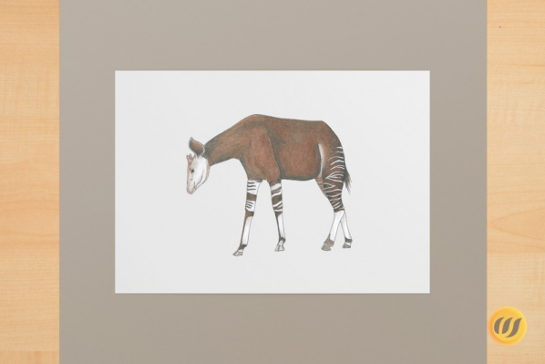 okapi