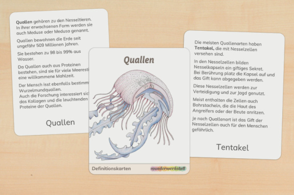 Definitionskarten Qualle