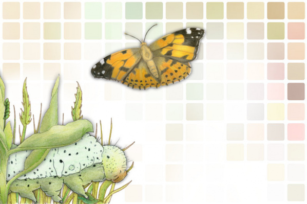 Schmetterlingswerkstatt - das neue, flexible Legematarial