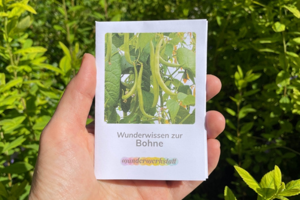 wunderwissen_bohne_titel_neu