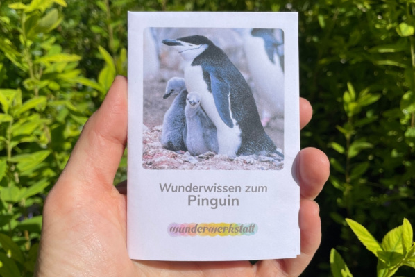 wunderwissen_pinguin-titel_neu