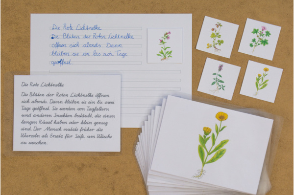 Abschreibekartei 14 Wiesenblumen abschreibkartei_wiesenblumen_titel2