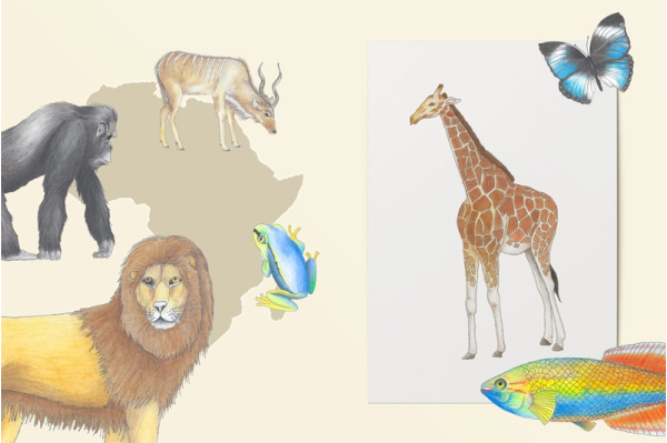 Afrikanische Tiere Zeichnungen einzeln afrika_tiere_zeichnungen