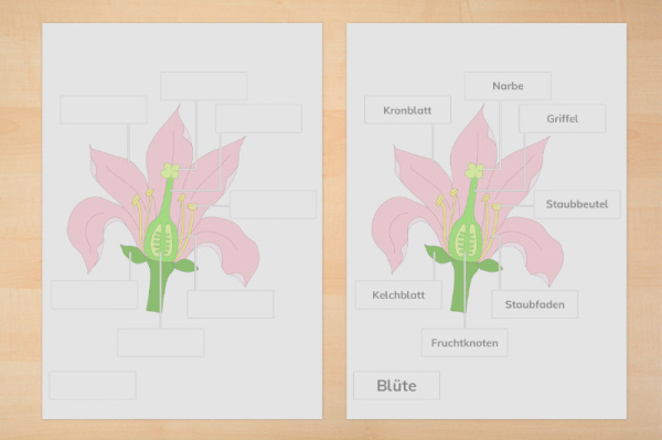 Anatomie Blüte und Kontrollkarten für das botanische Puzzle nach Montessori (Download) anatomie_bluete_primar_1