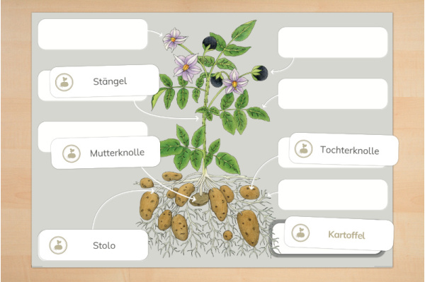 Anatomie Kartoffelpflanze anatomie_kartoffel_print_2