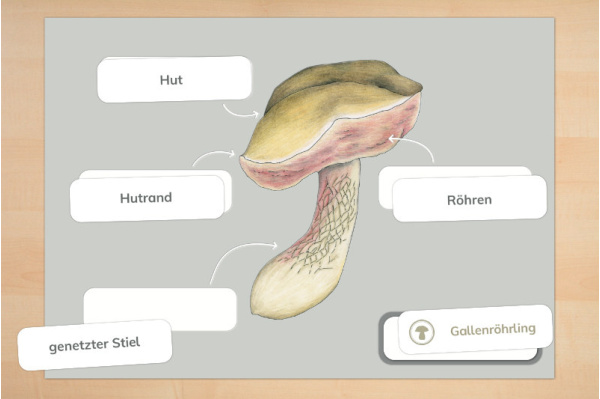 Pilz-Anatomie (Lamellen- und Röhrenpilz) Pilz-Anatomie (Lamellen- und Röhrenpilz)
