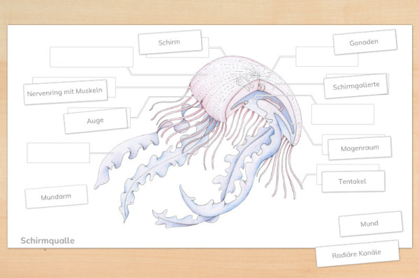 Anatomie einer Qualle und Definitionskarten anatomie_qualle