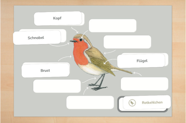 Anatomie Rotkehlchen anatomie_vogel2