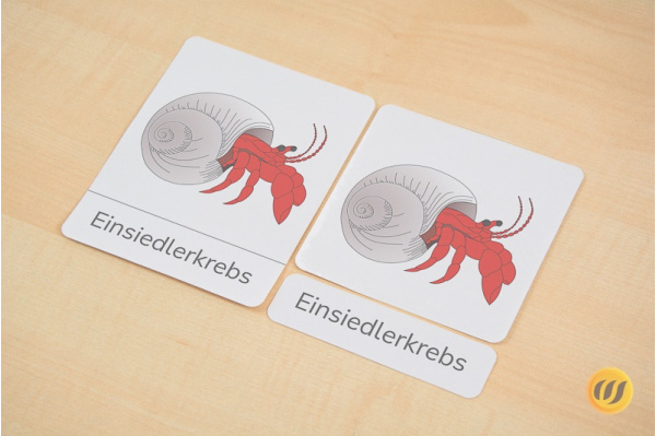 einsiedlerkrebs_d_d