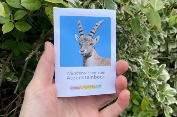 Faltbüchlein: "Wunderwissen zum Alpensteinbock" (Download) faltbuechlein_wunderwissen_alpensteinbock_titel