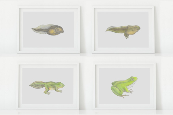 Lebenszyklus des Frosches (6 Zeichnungen) froschleben_set