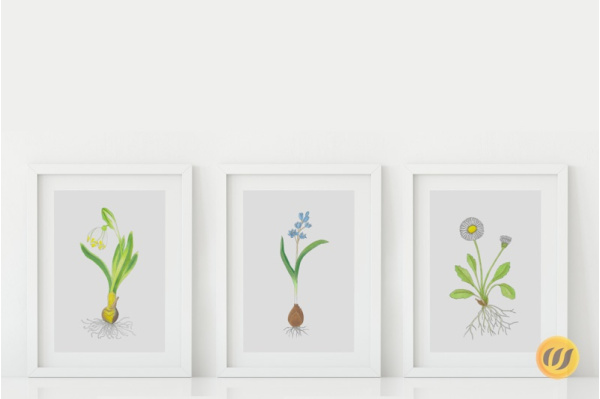 fruehblueher_set