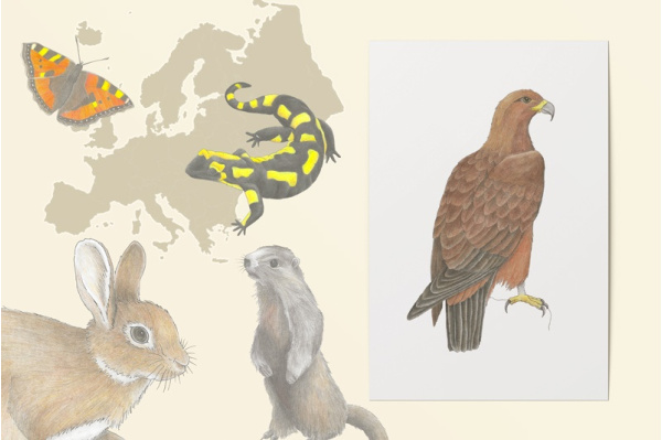 Europäische Tiere einzeln - Zeichnungen kunstdrucke_europa