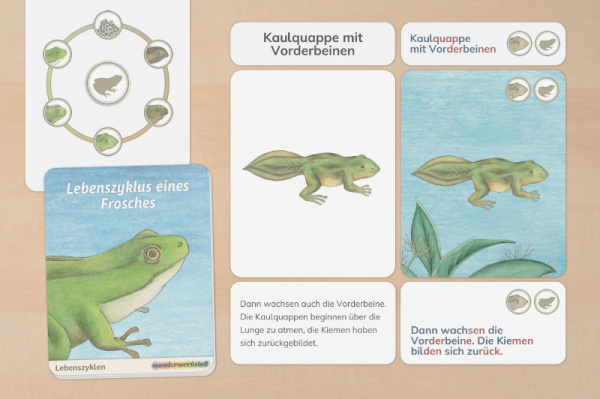 Der Lebenszyklus des Frosches lebenszyklus_frosch_druck_1