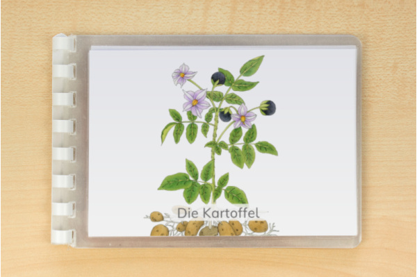 Leseheft: Lebenszyklus einer Kartoffel - illustriert leseheft_kartoffel_download_1