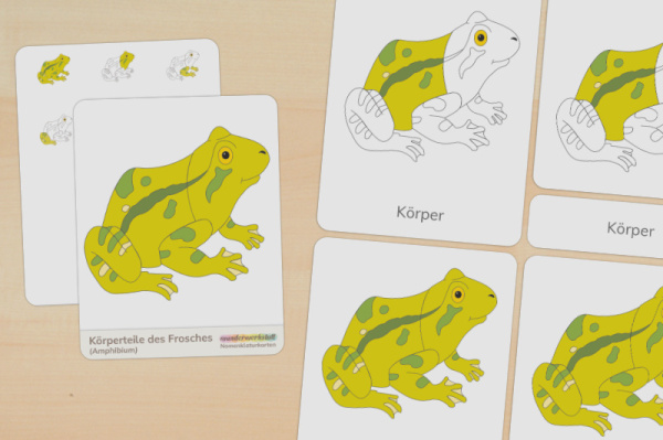 8 Nomenklaturkarten Teile eines Frosches