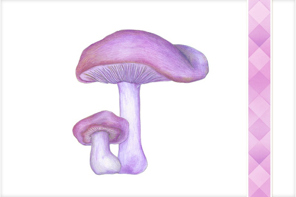 Download-Paket: Pilze pilze_paket