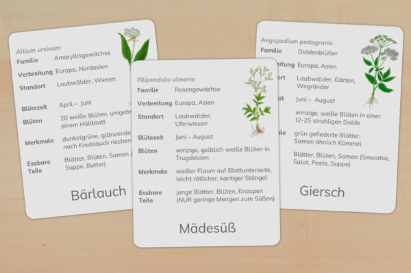 steckbriefe-wildkraeuter-download_1