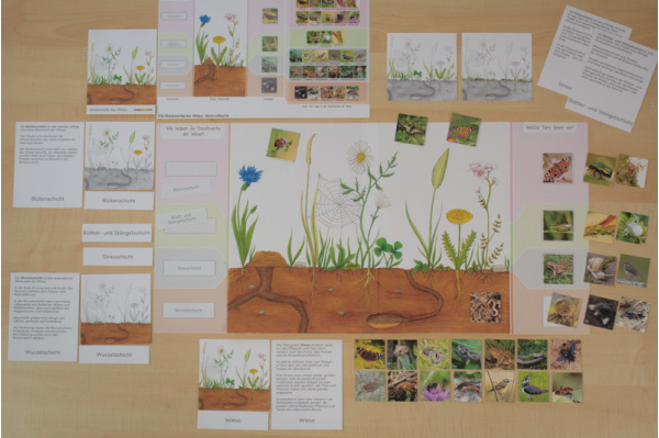 Die Stockwerke und Bewohner der Wiese wiese_stockwerke_bewohner