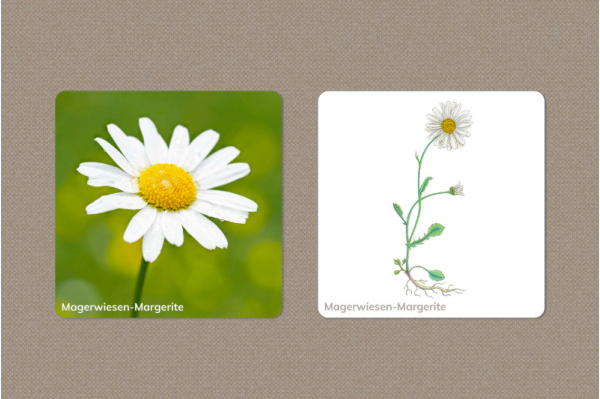 Zuordnungsspiel Wiesenblumen mit 14 Blumen (Download) Zuordnungsspiel Wiesenblumen mit 14 Blumen (Download)