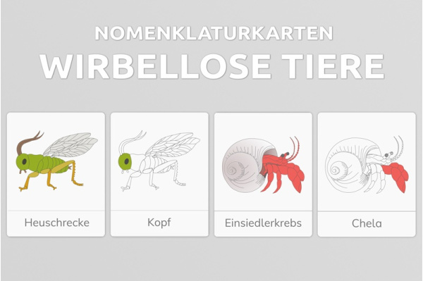wirbellosetiere